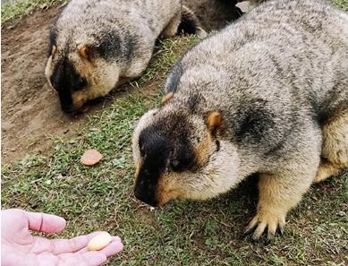 三天三夜重庆玩转莫斯卡 三天三夜重庆玩转莫斯卡
