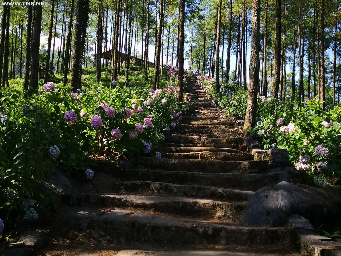 林荫大道，花开两旁，目不暇接。