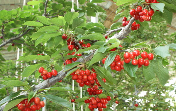 2016重庆樱桃采摘地方汇总 重庆哪里摘樱桃