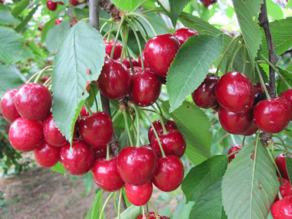 2016重庆樱桃采摘地方汇总 重庆哪里摘樱桃