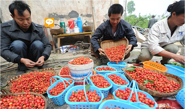 2016重庆樱桃采摘地方汇总 重庆哪里摘樱桃