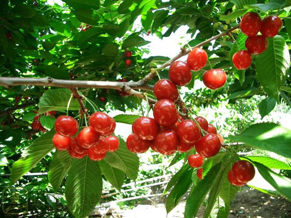 2016重庆樱桃采摘地方汇总 重庆哪里摘樱桃