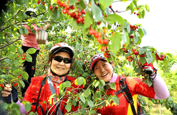 2016重庆樱桃采摘地方汇总 重庆哪里摘樱桃