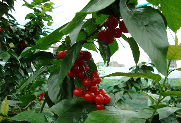 2016重庆樱桃采摘地方汇总 重庆哪里摘樱桃