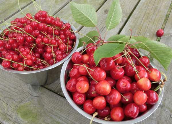 2016重庆樱桃采摘地方汇总 重庆哪里摘樱桃