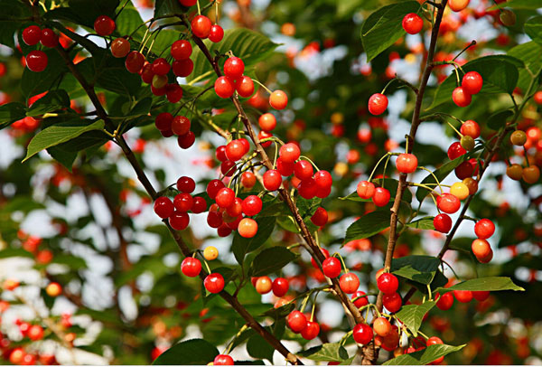 2016重庆樱桃采摘地方汇总 重庆哪里摘樱桃