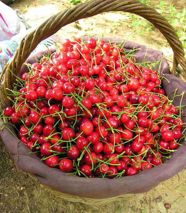 2016重庆樱桃采摘地方汇总 重庆哪里摘樱桃