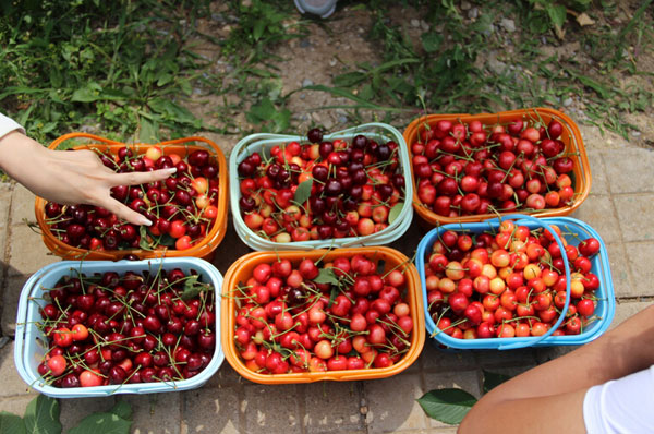 2016重庆樱桃采摘地方汇总 重庆哪里摘樱桃