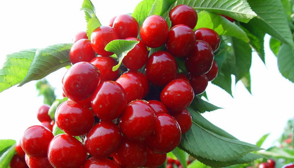 2016重庆樱桃采摘地方汇总 重庆哪里摘樱桃