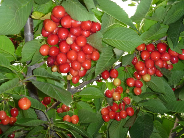 2016重庆樱桃采摘地方汇总 重庆哪里摘樱桃