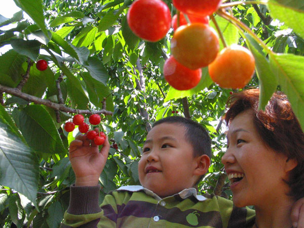 2016重庆樱桃采摘地方汇总 重庆哪里摘樱桃