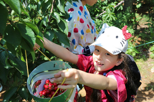 2016重庆樱桃采摘地方汇总 重庆哪里摘樱桃.jpg