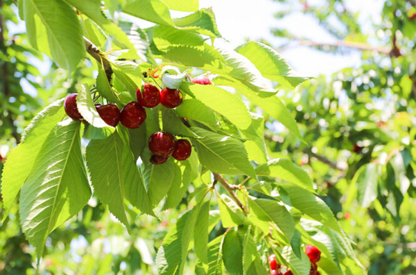 2016重庆樱桃采摘地方汇总 重庆哪里摘樱桃.jpg