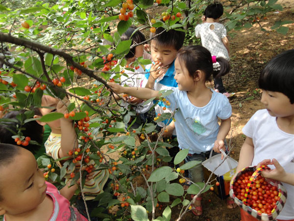 2016重庆樱桃采摘地方汇总 重庆哪里摘樱桃.jpg
