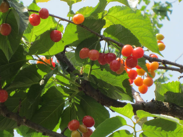 2016重庆樱桃采摘地方汇总 重庆哪里摘樱桃.jpg